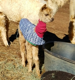 A baby alpaca known as a 'cria'