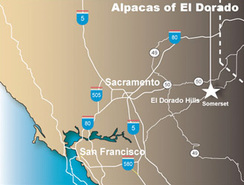 Alpacas of El Dorado is located about 50 miles east of Sacramento, CA