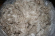Haydn's first fleece