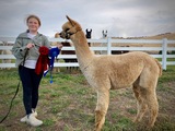First Place, Alpacapalooza 2021, Second Place, NW Alpaca Showcase