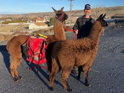 Nick taking some of the llamas out for a trek.