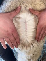 Rump 8 month fleece