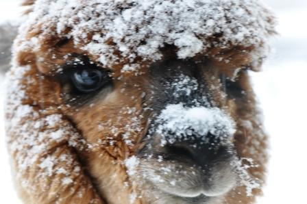 11 Things We Didn't Know About Alpacas Until Visiting Mistletoe Farm -  Coleman Concierge