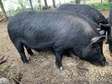 Cami x Chips 2020 boar at 15 months
