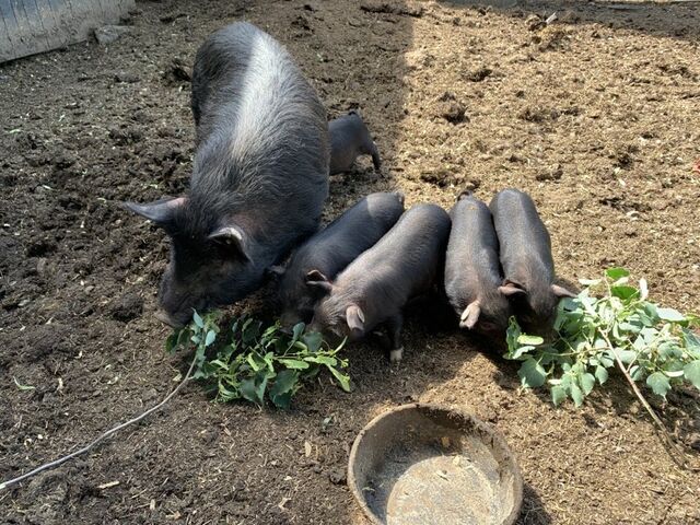 Olivette with 4 of her 6 piglets