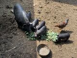 Olivette and Heritage's piglets