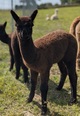 Amplfied's first cria!