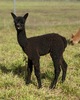 Amplified second cria!