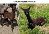 Amplified's 2022 daughters!