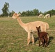 ANITA WITH FIRST CRIA