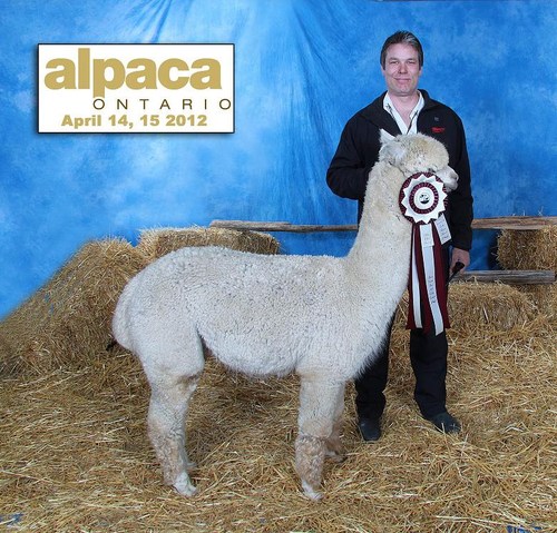 White Champion Male 2012 at the Largest Show in Canada!