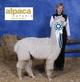 Reserve Champion White Male 2011 at the largest show in Canada!
