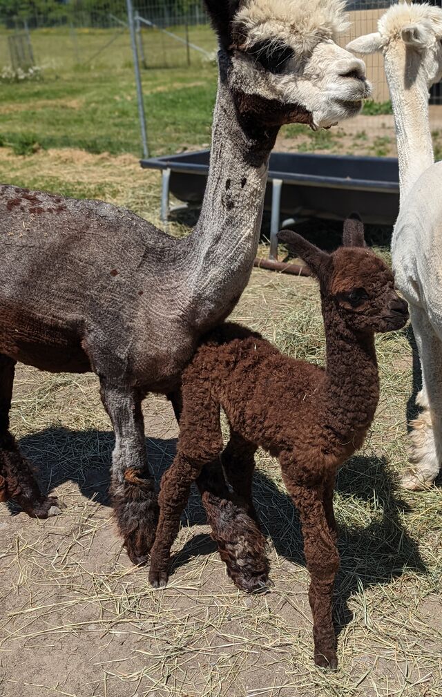 Diva with her 2022 daughter sired by Amplified!