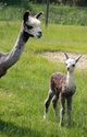 Diva with first cria sired by Adonis!