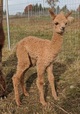 SECOND CRIA from A WANTED MAN!  Another WOW!!!