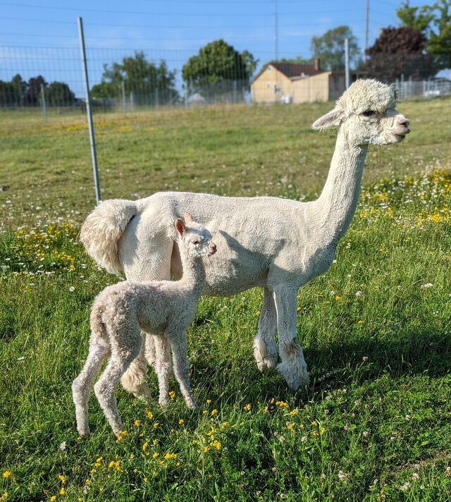 Emmy with her 2022 daughter sired by Chico!