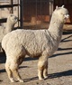 Emmy before her first shearing