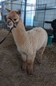 2018 CRIA from A WANTED MAN!  Another WOW!!!
