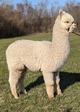 2019 female cria sired by Elrico!