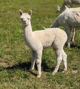Emmy's 2022 cria at 1 month old!