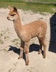 Ginger's 2020 cria sired by ARRIBA AMELIO
