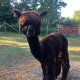 Jazlyn's cria sired by Amplified!