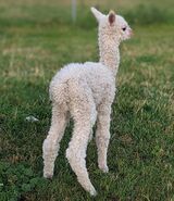 Jazlyn's 2022 cria - WOW, look at that fleece on Day 1!!!!