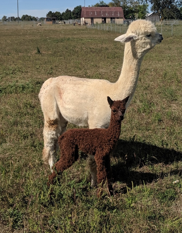 With her first cria