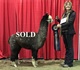 Son Wasabi Wins Back to Back Reserve Champion!