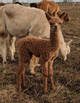 WOW!!! 2018 CRIA sired by A WANTED MAN!