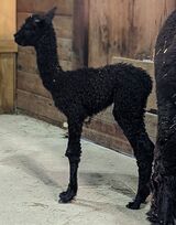 2022 cria sired by Wingman!