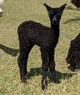 2020 cria sired by Essential Service