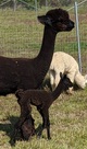 with 2020 cria sired by Adonis!