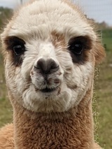 Cria at side - Love that face!
