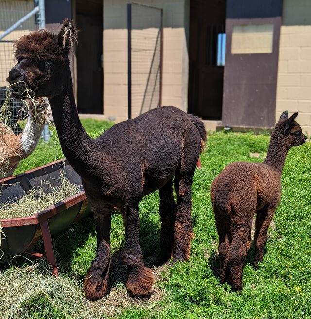 Elektra with her first cria! (June 2022)