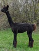 Very black once those cria tips are shorn off!