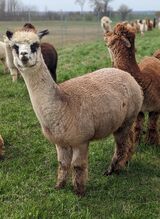 Due soon with a Granite cria!