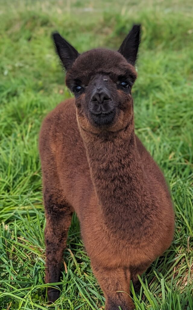 Dulce is being sold with her gorgeous Black Daughter at side!
