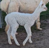 SPENCER'S SECOND CRIA - LOOK AT THAT FLEECE!