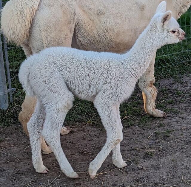 Evelyn's first cria!