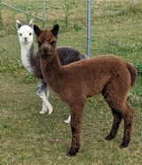Divine with another Granite cria behind her