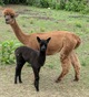 with her 2107 cria