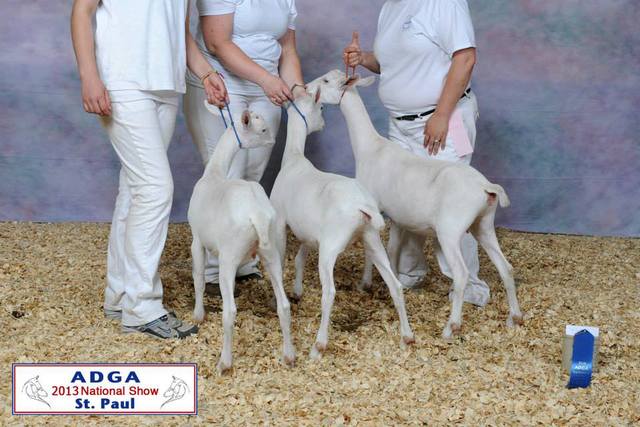 2013 ADGA National Show - 1st Place Jr Get of Sire