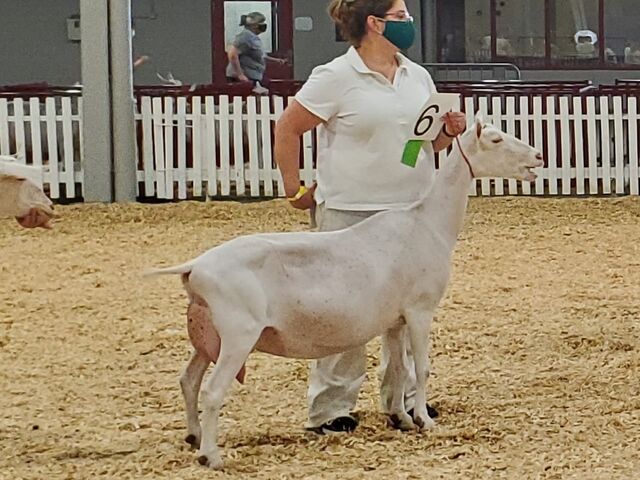 Surrey, 3rd freshening 4 year old. 6th Place ADGA National Show.July 2021.