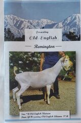 Old-English Remington. Sale brochure, courtesy of Carol Mann.
