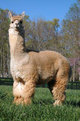 PPPeruvian Royal Fawn - GG Sire