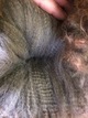 Drogon's fleece at 8 months