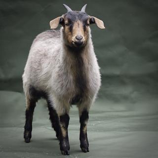 Books and Magazines — Cashmere Goat