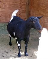 © DesertNanny Nigerian Dwarf Dairy Goats