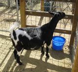 © DesertNanny Nigerian Dwarf Dairy Goats